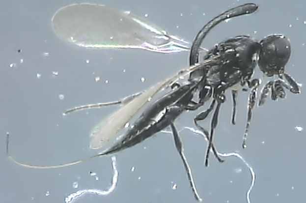 Odd Parasitic Wasp